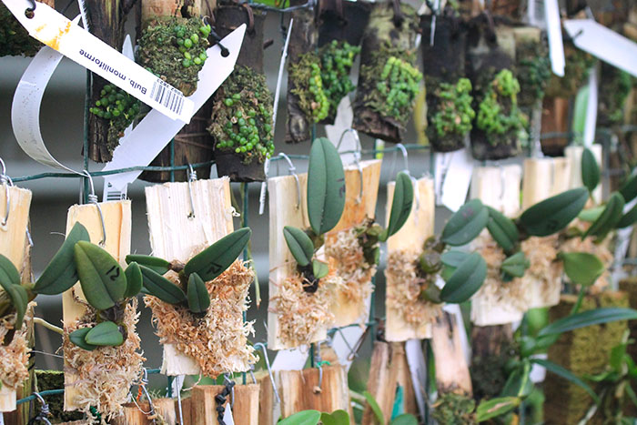 Bulbophyllum bootanoides.jpg