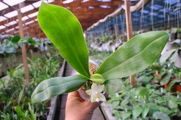 Phalaenopsis bellina alba.jpg