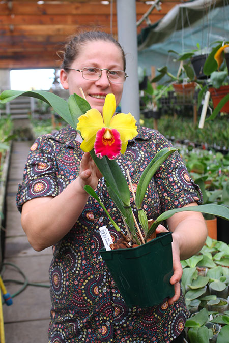 Rhyncholaeliocattleya Tzeng-Wen Sunset 'Sweet potato'.jpg