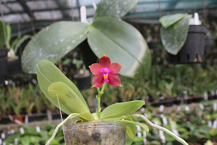 Phalaenopsis Ld's Bear King 'Blue Lip' x LD Purple Bear.jpg