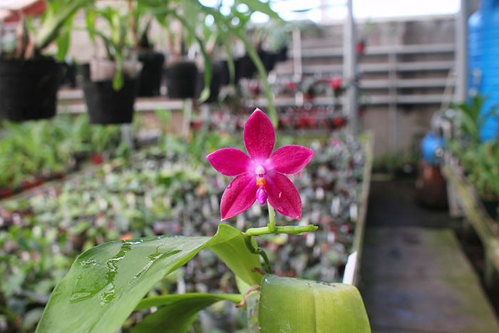 Phalaenopsis speciosa 'SWR -38' x Mituo King Bellina '126'.jpg