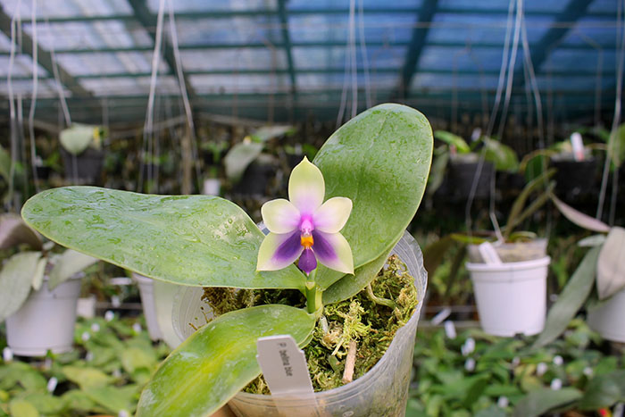 Phalaenopsis bellina blue.jpg