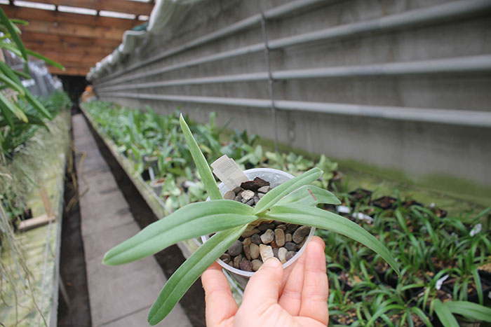Paphiopedilum fairrieanum.jpg