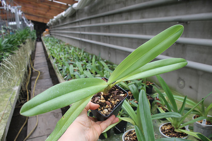 Paphiopedilum Shin-Yi Lady x Michael Koopowitz.jpg