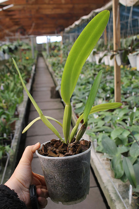 Brassolaeliocattleya Aloha Spirit 'Lenette'.jpg