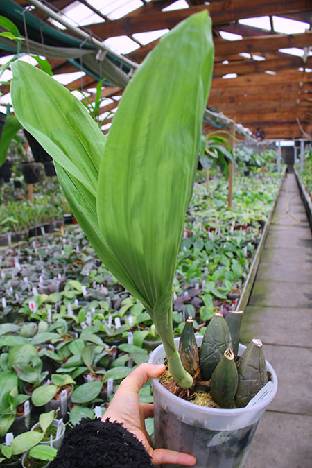 Anguloa brevilabris x cliftonii.jpg