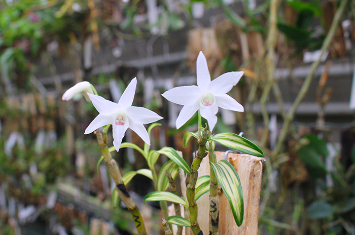 Dendrobium moniliforme variegata.jpg