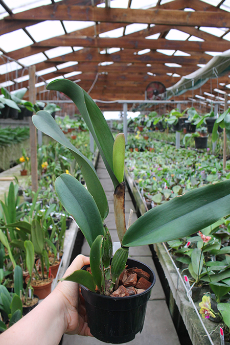 Rhyncholaeliocattleya Chialin Ruby.jpg