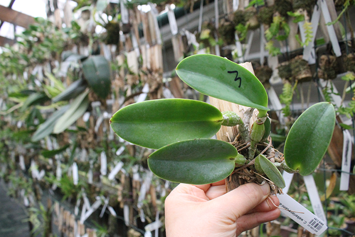 Cattleya walkeriana semi-alba x self.jpg