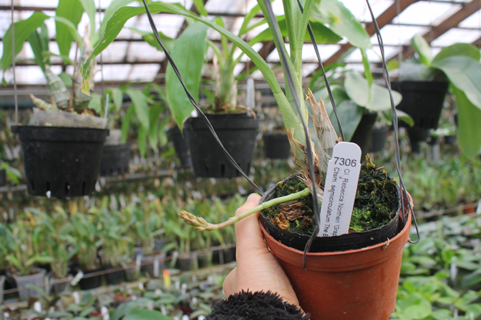 Clowesia Rebecca Northen 'Grapefruit Pink' x Catasetum semicirculatum 'The Best One'.jpg