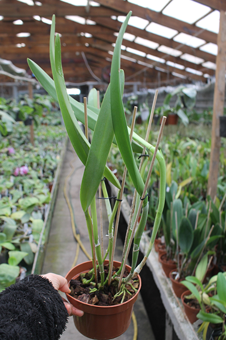 Brassocattleya Golf Green 'Hair Pig' (Cattleya Moscombe x Brassavola digbyana.jpg