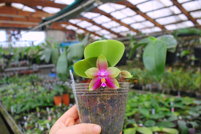 Phalaenopsis Ld's Bear King 'YKY' x Hawaii Dragon Girl 'DT-1'.jpg