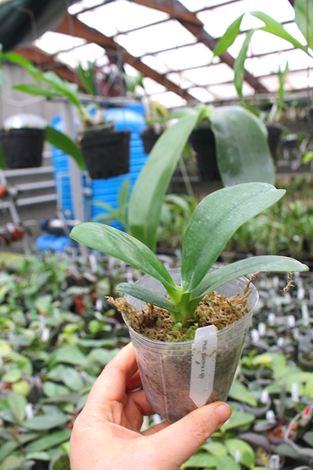 Phalaenopsis pulchra.jpg