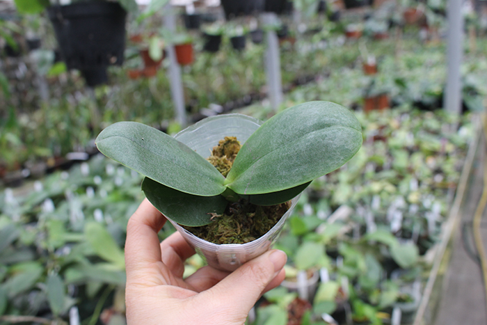 Phalaenopsis I-Hsin 'Spot Eagle'.jpg