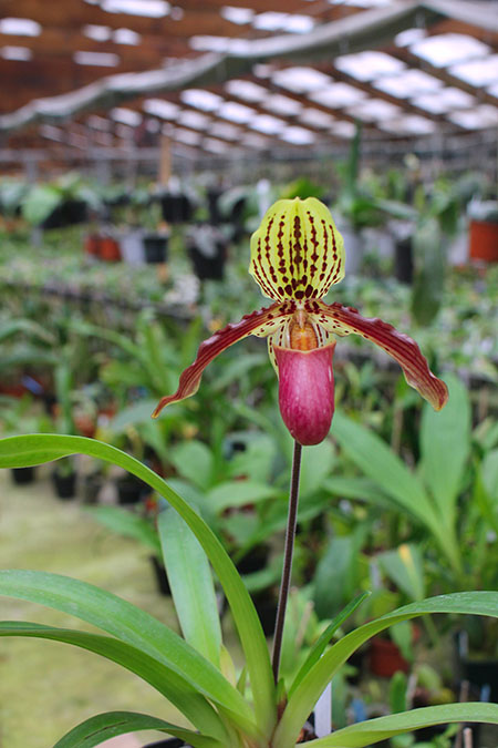 Paphiopedilum henryanum x glanduliferum.jpg