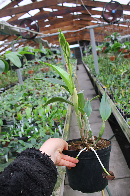 Epidendrum parkinsonianum x Brassavola digbyana.jpg