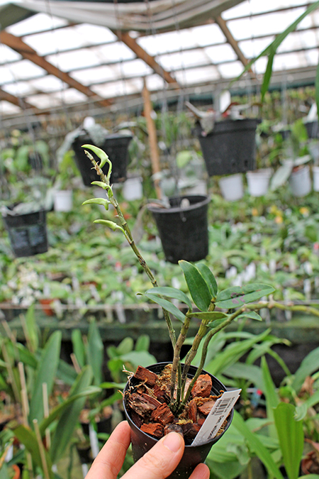 Dendrobium wilsonii.jpg