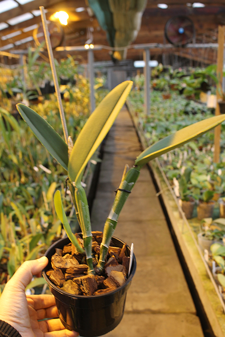 Cattleya maxima.jpg