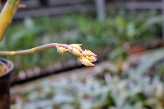 Catasetum (saccatum x pileatum) x (John Burchett x Suzan Fuchs).jpg