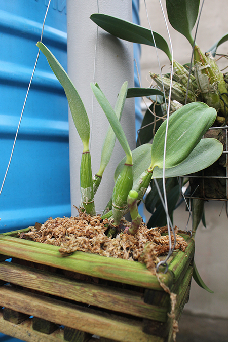 Laeliocattleya Aloha Case 'Ching Hua'.jpg