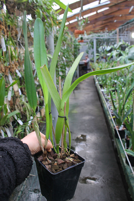 Laelia purpurata argolao x sib.jpg