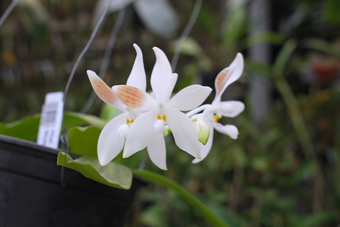 Phalaenopsis speciosa coerulea ('Su's Bluish' x 'Su's Coffee Candy').jpg