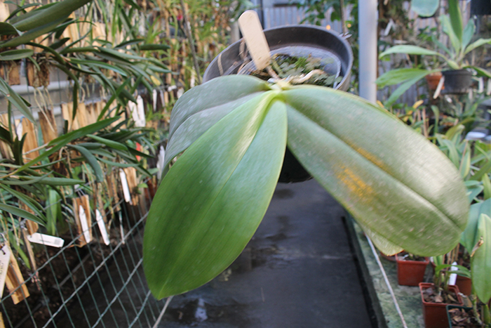 Phalaenopsis Ld's Bear King x gigantea.jpg
