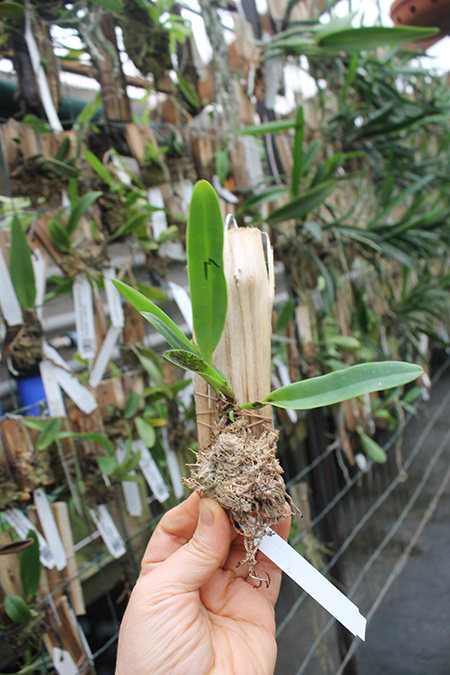 Cattleya warscewiczii semi-alba 'CH' x warscewiczii semi-alba 'Lovesome'.jpg