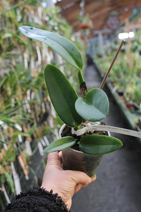 Cattleya warneri concolor 'Sao Gabriel' x warneri concolor 'E Colnago'.jpg