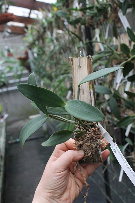 Cattleya schilleriana 'Daniel Endringer' x schilleriana 'Sublime'.jpg
