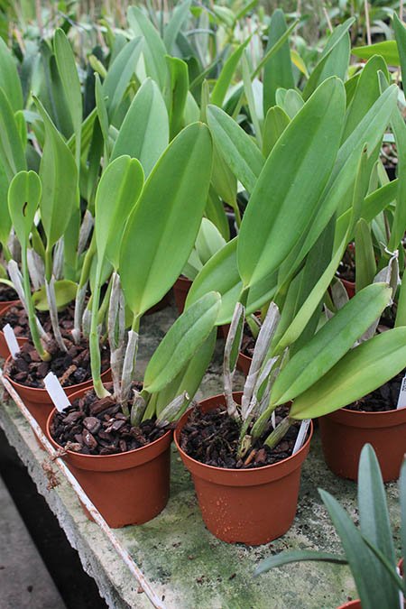 Brassolaeliocattleya Goldenzelle 'Saddle Peak'.jpg