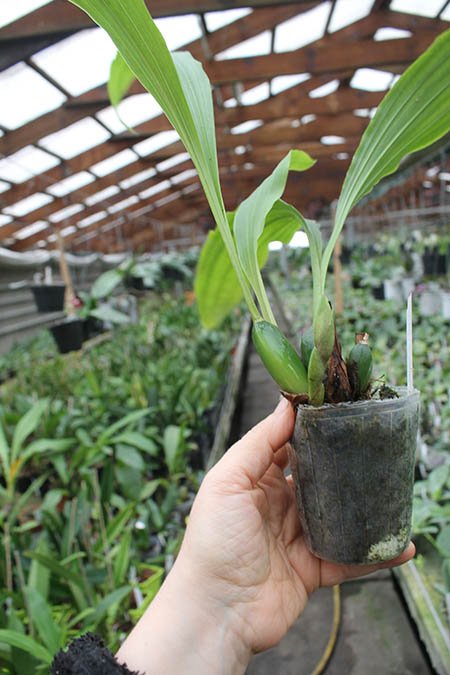 Lycaste Yasaka.jpg
