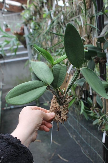 Cattleya schilleriana.jpg