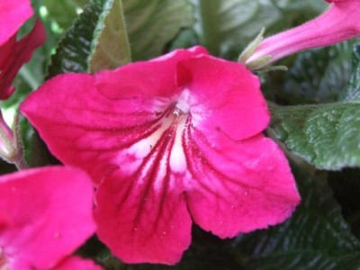 Blumen 008.jpg