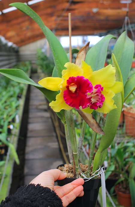 Rhyncholaeliocattleya Hey Song Orange.jpg