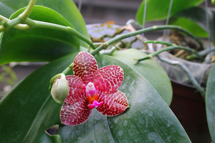 Phalaenopsis Perfection Is 'Chen'.jpg