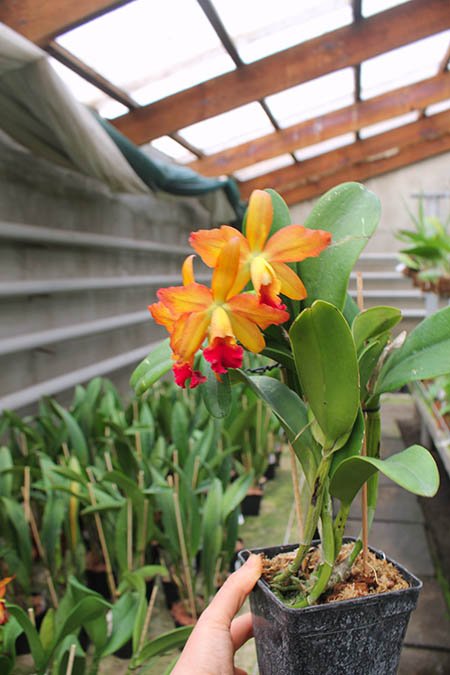 Cattleya Loogtone x Chocolate Drop.jpg