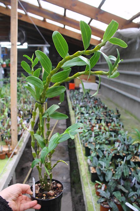 Dendrobium linawianum.jpg