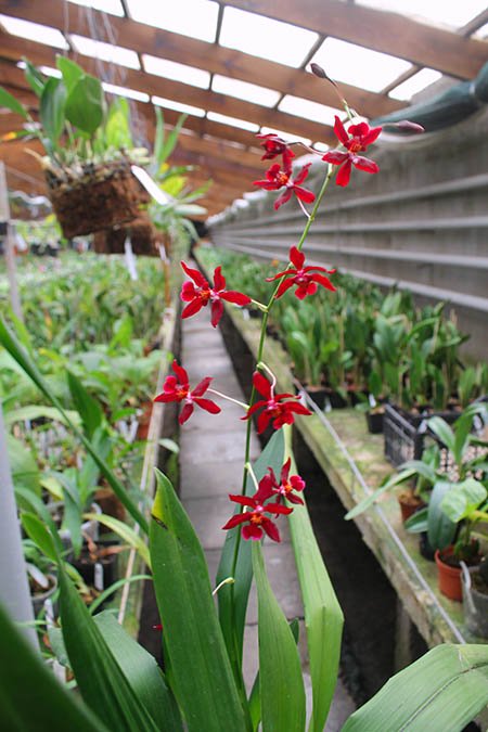 Vuylstekeara Yokara 'Perfection' x Oncidium leucochillum.jpg