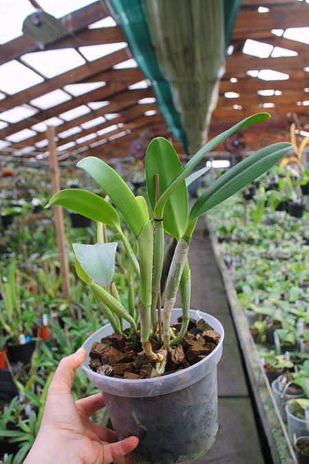 Cattleya lueddemanniana rubra x lueddemanniana escura.jpg