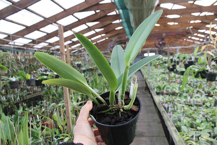 Cattleya maxima semi alba (Hui Yun).jpg