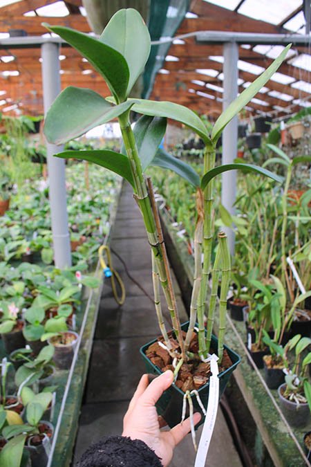 Cattleya guttata amarela sem pintas 'Onca Parda' x SELF.jpg