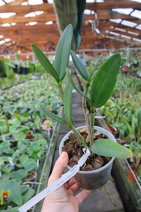 Cattleya leopoldii albina 'Dr Kley' x SELF.jpg