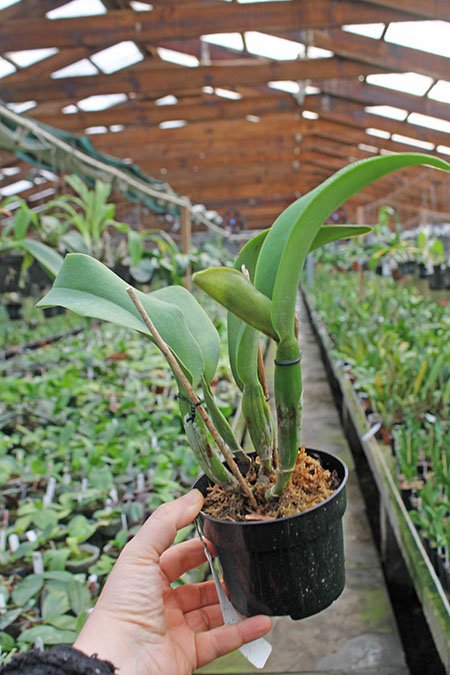 Rhyncholaeliocattleya Siam White 'The Best'.jpg