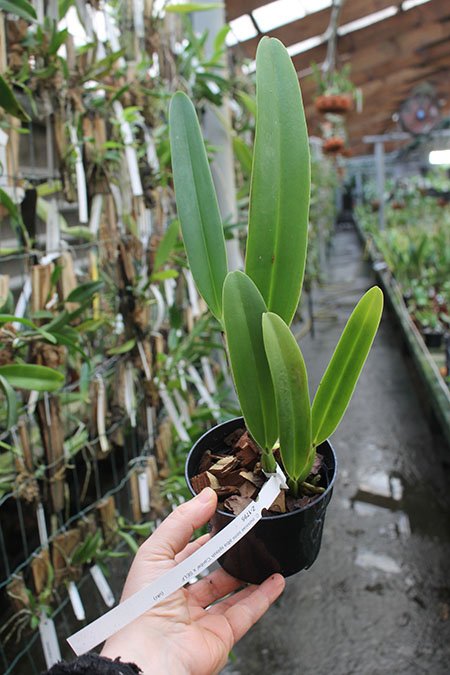 Cattleya mossiae semi alba aquini 'Caribe' x self.jpg