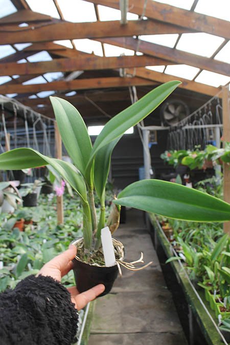 Laeliocattleya Ballet Folklorico 'Eloquence' (Cattleya Song of Norway x Laelia speciosa).jpg