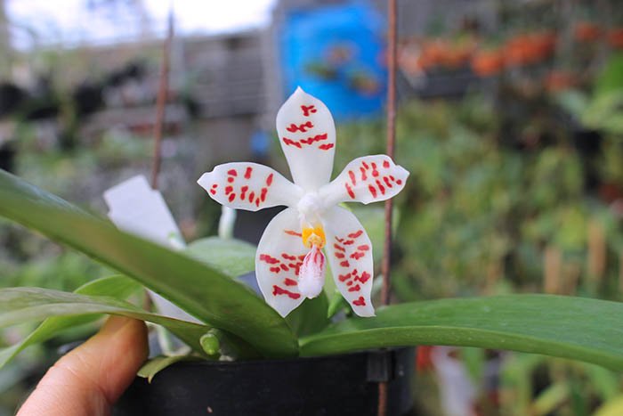 Phalaenopsis zebrina.jpg