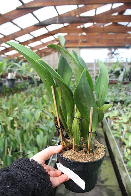 Rhyncholaeliocattleya Haadyai Delight x Siam White 'The Best'.jpg