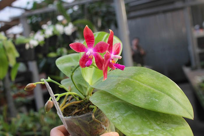 Phalaenopsis Mituo Prince 'Mituo#1' x speciosa.jpg