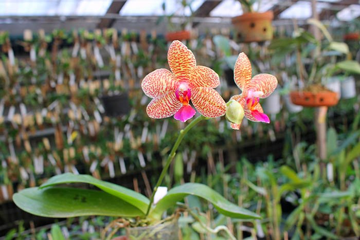 Phalaenopsis Mituo Sun 'Mituo#2' x Ya-Yi Qin.jpg